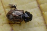 Nimbus contaminatus