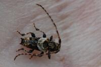 Pogonocherus hispidus