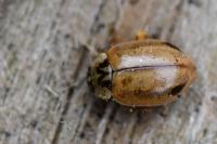 Aphidecta obliterata
