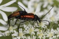 Stenurella melanura