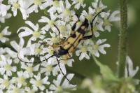 Rutpela maculata