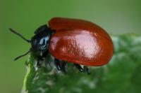 Chrysomela populi