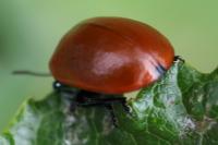 Chrysomela populi