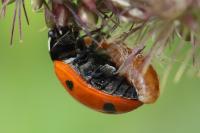 Coccinella septempunctata