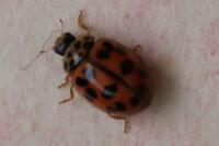 Oenopia conglobata