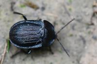 Phosphuga atrata