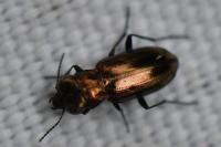 Notiophilus substriatus