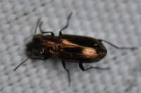 Notiophilus substriatus