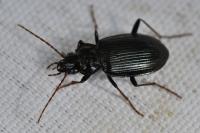 Nebria salina