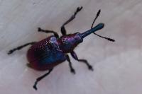 Rhynchites bacchus