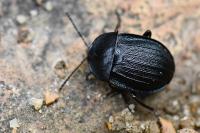 Phosphuga atrata