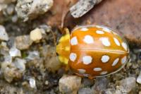 Halyzia sedecimguttata