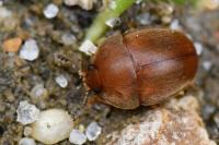 Cychramus luteus