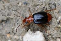Lebia marginata