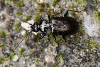 Loricera pilicornis