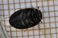 Hydrobius fuscipes