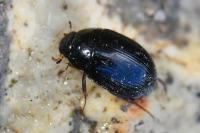 Hydrobius fuscipes