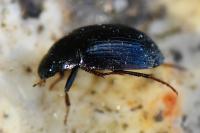 Hydrobius fuscipes