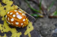 Halyzia sedecimguttata