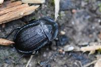 Phosphuga atrata