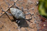 Curculio glandium