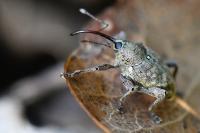 Curculio glandium
