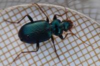 Leistus spinibarbis