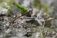 Curculio elephas