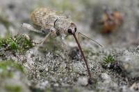 Curculio elephas