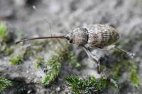 Curculio elephas