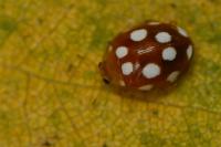 Vibidia duodecimguttata