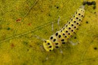 Halyzia sedecimguttata