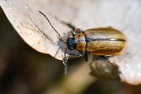 Lochmaea suturalis