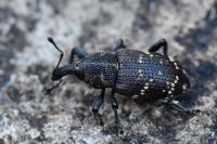 Hylobius abietis