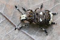 Platystomos albinus