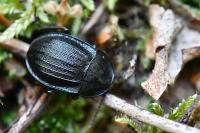 Phosphuga atrata