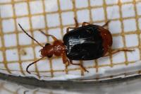 Lebia marginata