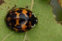 Harmonia axyridis