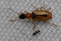 Demetrias atricapillus