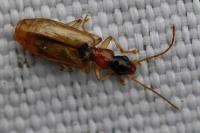Demetrias atricapillus