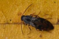 Marolia variegata