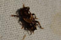 Pogonocherus hispidus