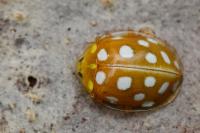 Halyzia sedecimguttata