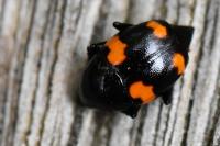 Scaphidium quadrimaculatum