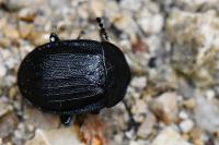 Phosphuga atrata