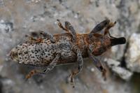 Lixus ochraceus