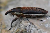 Lixus ochraceus