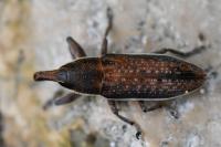 Lixus ochraceus