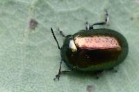 Chrysolina hyperici