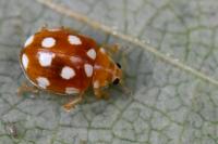 Vibidia duodecimguttata